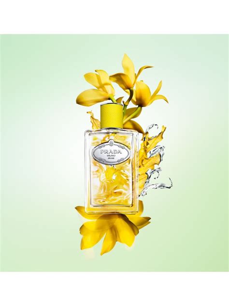 les infusions de prada d'ylang women's fragrance|prada beauty infusion d'ylang.